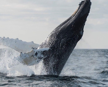 Boa Vista : demi-journée d'observation des baleines