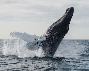 Boa Vista: Whale Watching Trip with Motoryacht