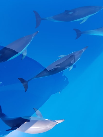 Picture 14 for Activity Tauranga: Guided Dolphin and Wildlife Watching Cruise