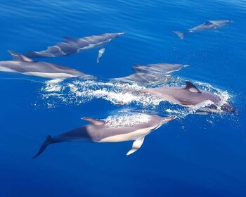 Tauranga: Guided Dolphin and Wildlife Watching Cruise