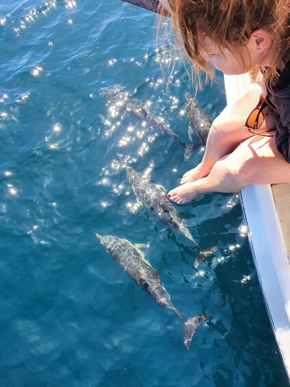 Picture 6 for Activity Tauranga: Guided Dolphin and Wildlife Watching Cruise