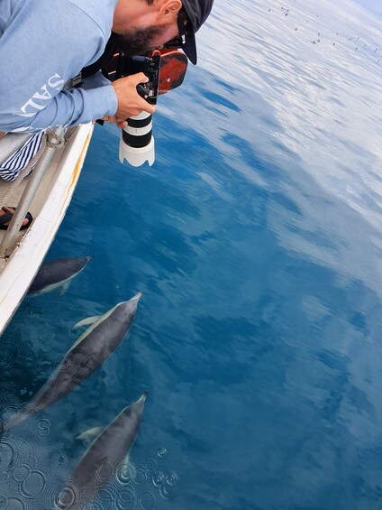 Picture 4 for Activity Tauranga: Guided Dolphin and Wildlife Watching Cruise