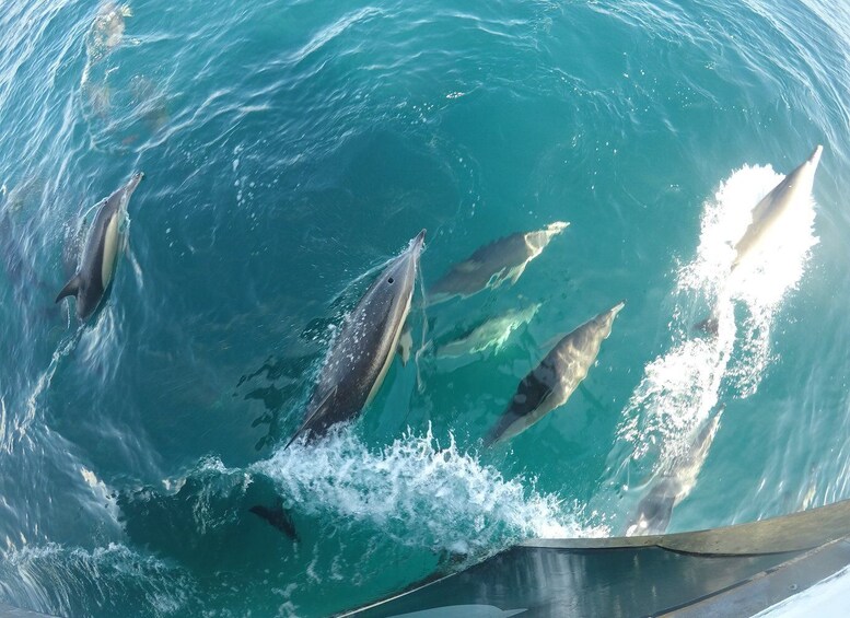 Picture 15 for Activity Tauranga: Guided Dolphin and Wildlife Watching Cruise