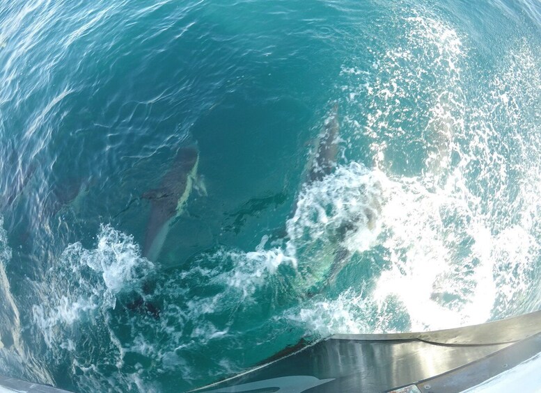 Picture 11 for Activity Tauranga: Guided Dolphin and Wildlife Watching Cruise
