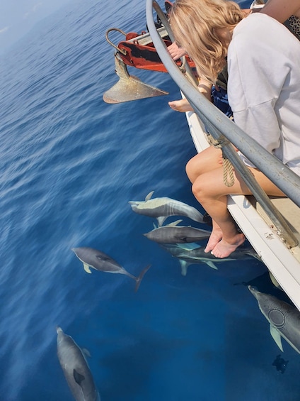 Picture 2 for Activity Tauranga: Guided Dolphin and Wildlife Watching Cruise