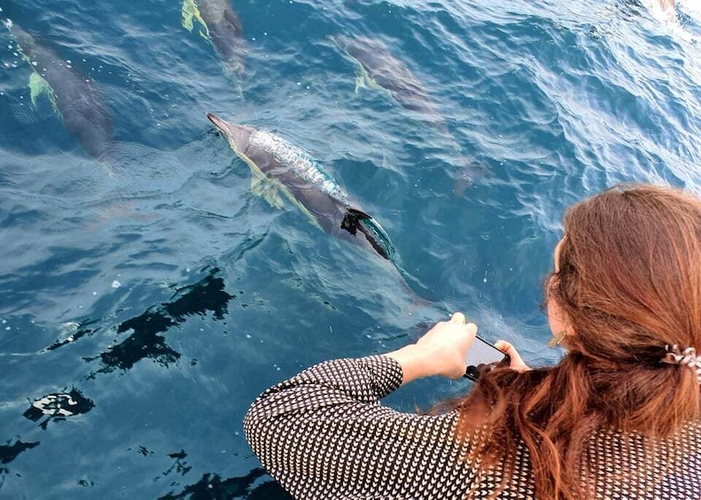 Picture 1 for Activity Tauranga: Guided Dolphin and Wildlife Watching Cruise