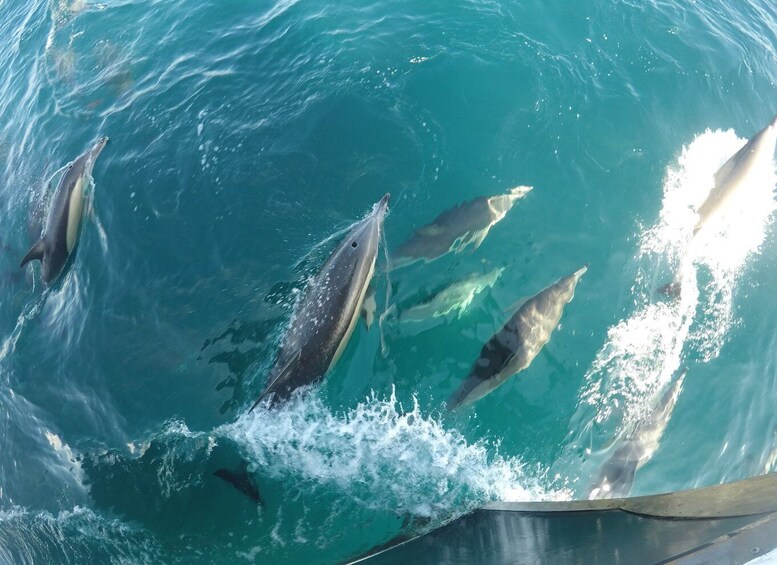 Picture 15 for Activity Tauranga: Guided Dolphin and Wildlife Watching Cruise