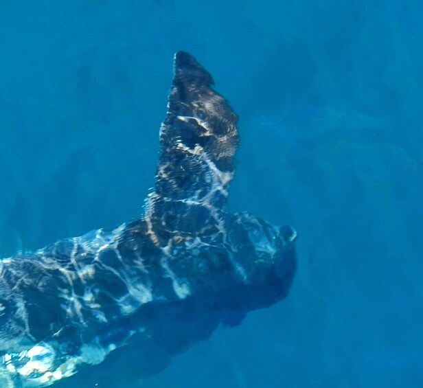 Picture 12 for Activity Tauranga: Guided Dolphin and Wildlife Watching Cruise