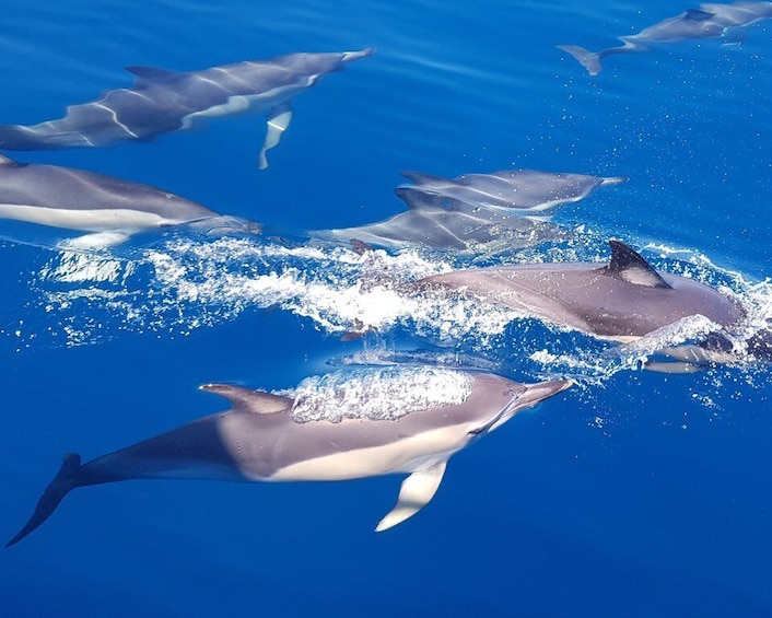 Tauranga: Guided Dolphin and Wildlife Watching Cruise