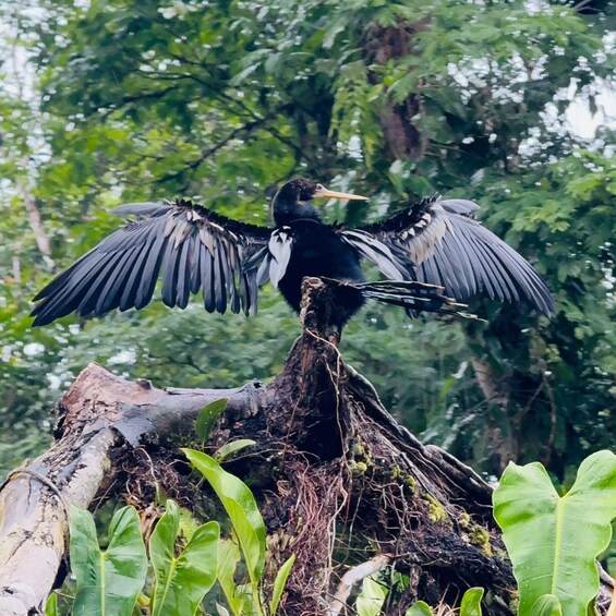 Tortuguero: canoe tour, night walk and tour on the hill