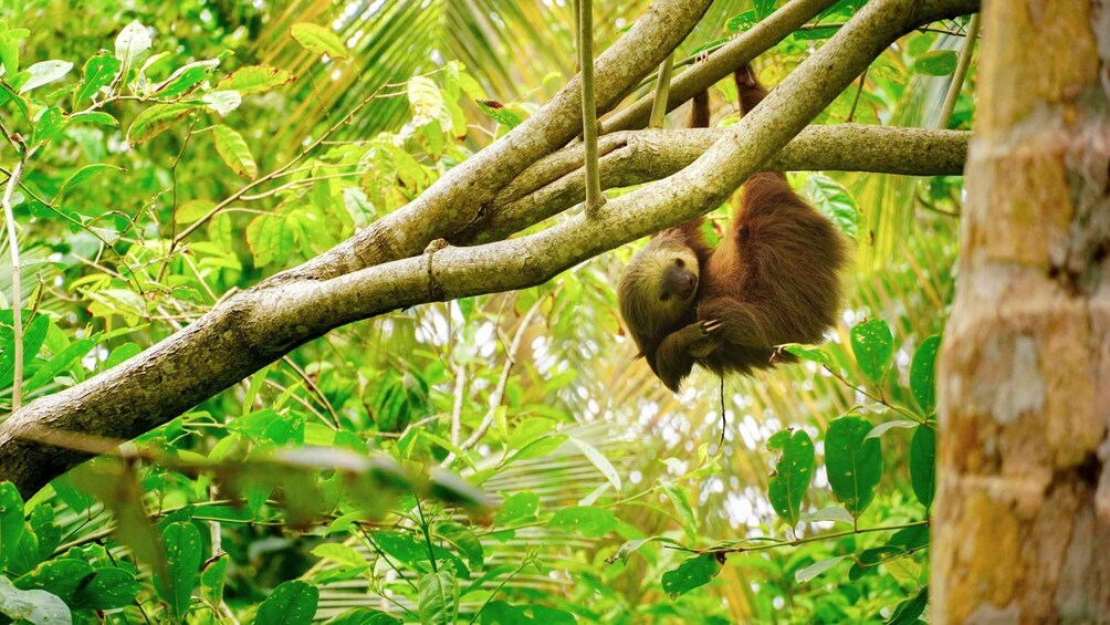 Picture 4 for Activity Tortuguero: canoe tour, night walk and tour on the hill