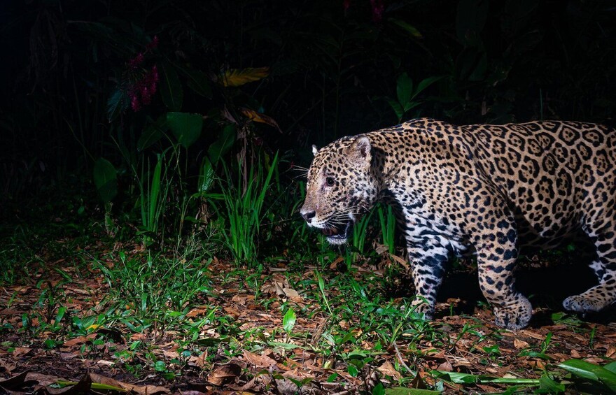 Picture 1 for Activity Tortuguero: canoe tour, night walk and tour on the hill