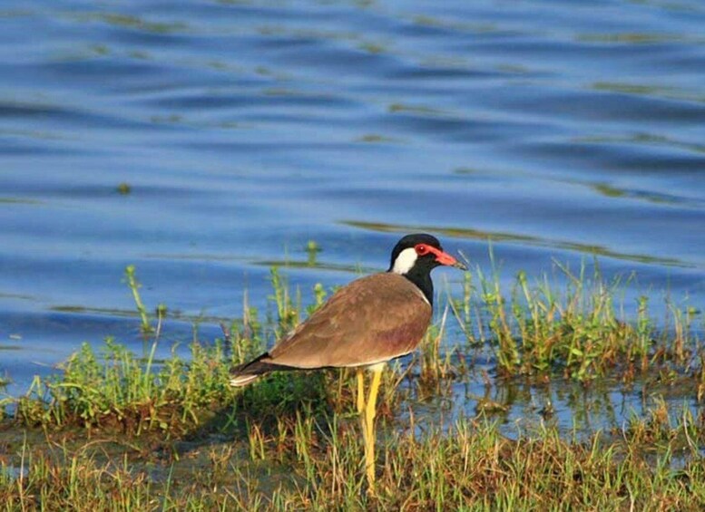 Picture 3 for Activity From Yala: Hidden Gems of Bundala National Park