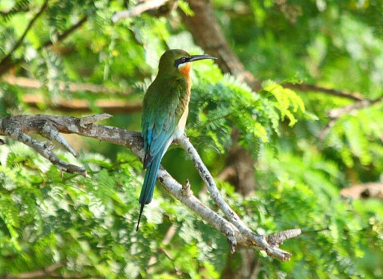 Picture 4 for Activity From Yala: Hidden Gems of Bundala National Park