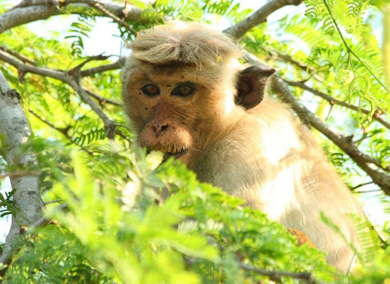 Picture 5 for Activity From Yala: Hidden Gems of Bundala National Park