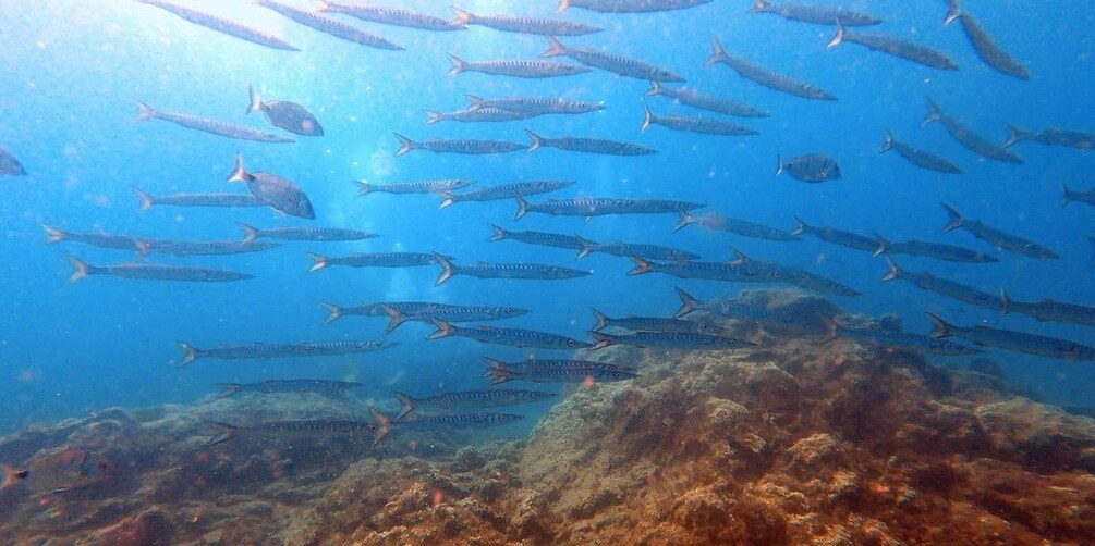 Picture 5 for Activity Tenerife: Scuba Diving Lesson and Abades Protected Area Dive