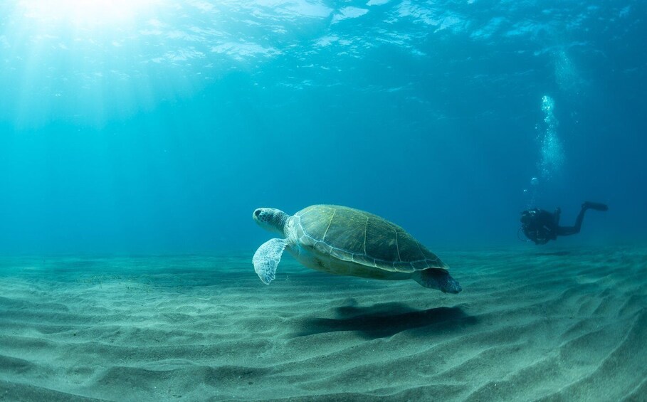 Picture 2 for Activity Tenerife: Scuba Diving Lesson and Abades Protected Area Dive