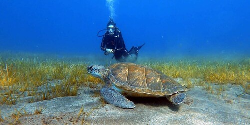 Tenerife: Scuba Diving Lesson and Abades Protected Area Dive