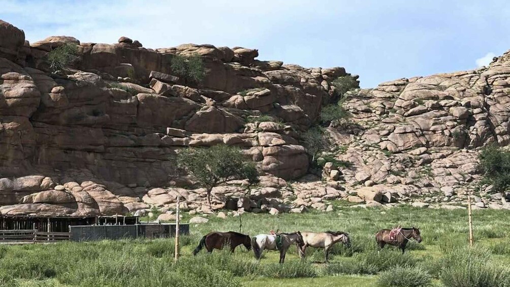 Picture 11 for Activity Semi Gobi with nomads and explore khugnu tarna National Park