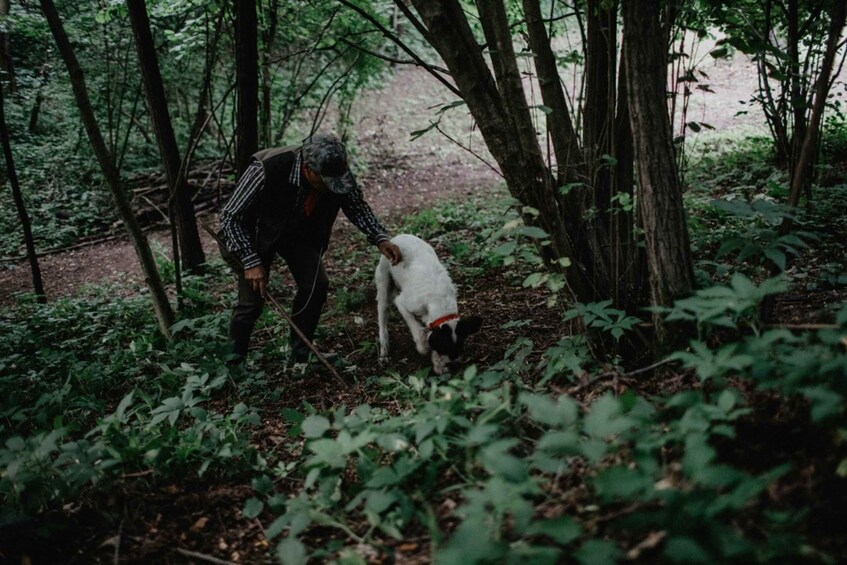 Picture 2 for Activity Piedmont: Private Truffle Hunting Tour with Truffle Tasting