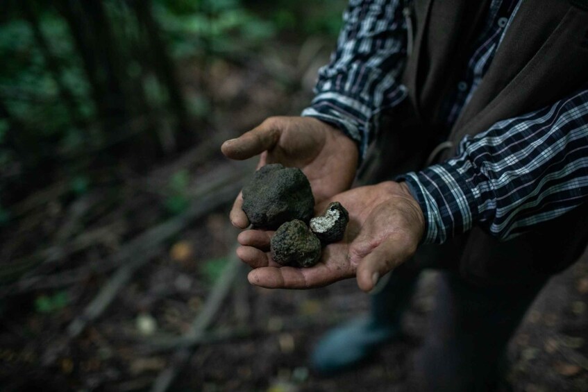 Picture 1 for Activity Piedmont: Private Truffle Hunting Tour with Truffle Tasting