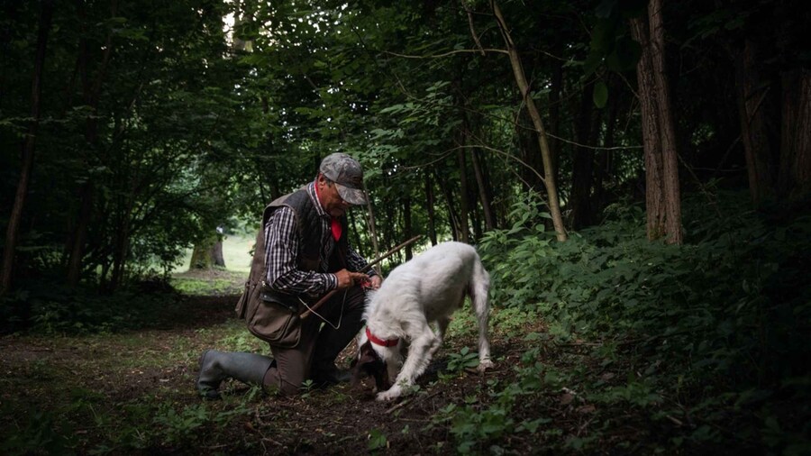 Piedmont: Private Truffle Hunting Tour with Truffle Tasting