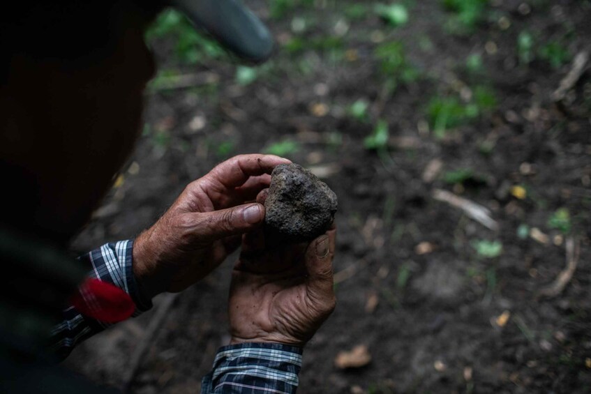 Picture 3 for Activity Piedmont: Private Truffle Hunting Tour with Truffle Tasting