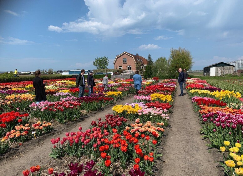 Picture 11 for Activity From Lisse: Landrover Tour Along Keukenhof & Flower Fields