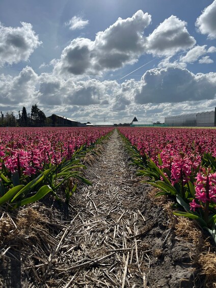 Picture 8 for Activity From Lisse: Landrover Tour Along Keukenhof & Flower Fields