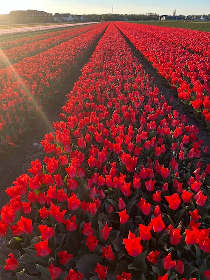 Picture 9 for Activity From Lisse: Landrover Tour Along Keukenhof & Flower Fields