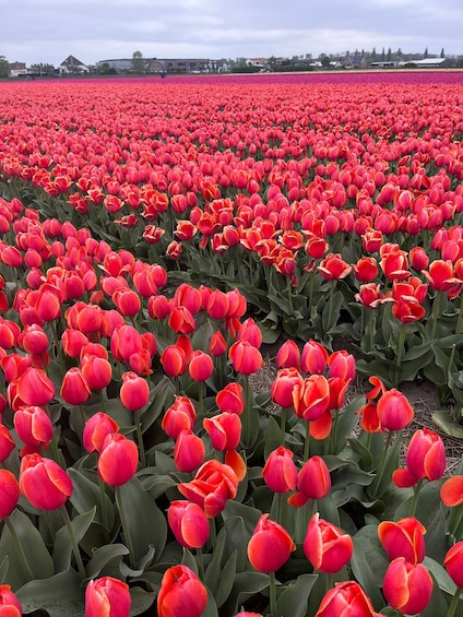 Picture 5 for Activity From Lisse: Landrover Tour Along Keukenhof & Flower Fields