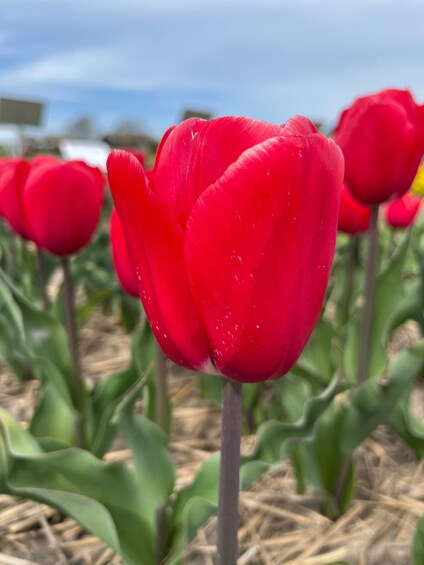 Picture 20 for Activity From Lisse: Landrover Tour Along Keukenhof & Flower Fields