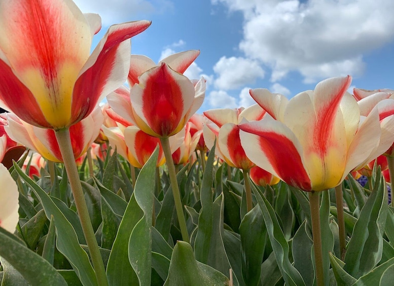 Picture 12 for Activity From Lisse: Landrover Tour Along Keukenhof & Flower Fields