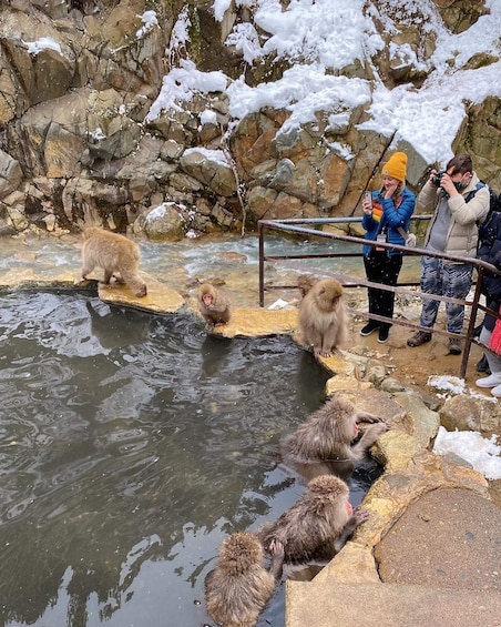 Picture 10 for Activity Private Snow monkey Zenkoji temple Sightseeing day tour