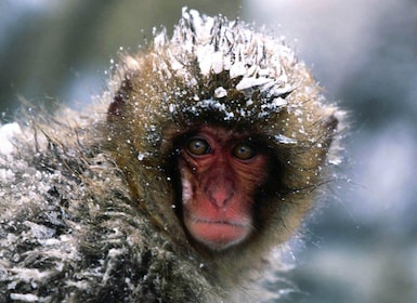 Private Snow monkey Zenkoji temple Sightseeing day tour