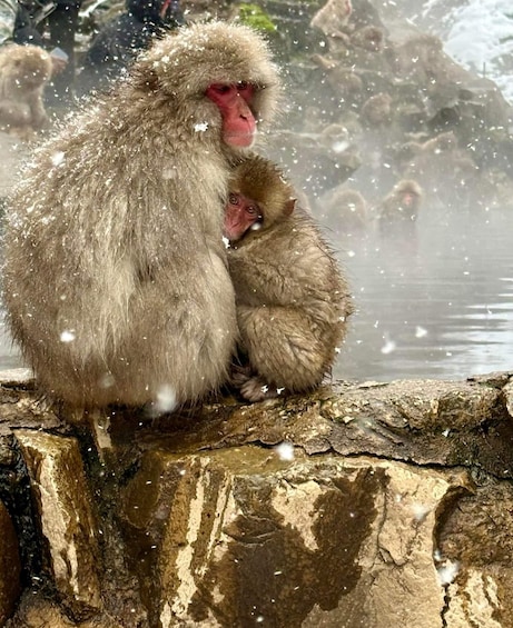 Picture 6 for Activity Private Snow monkey Zenkoji temple Sightseeing day tour