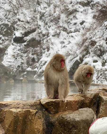 Picture 7 for Activity Private Snow monkey Zenkoji temple Sightseeing day tour