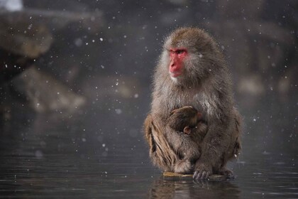 Private Snow monkey Zenkoji temple Sightseeing day tour