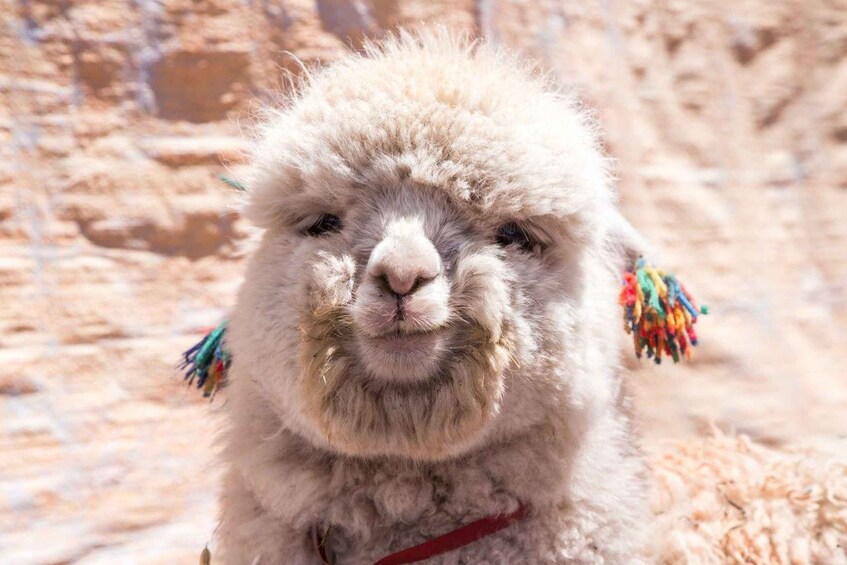 Picture 3 for Activity From Cusco: Rainbow Mountain 1-Day + Breakfast and Lunch