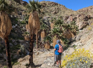 Palm Springs Hike to an Oasis and Amazing Desert Views