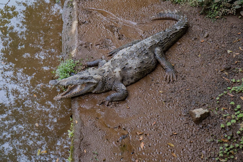 Picture 3 for Activity Natura Eco Park Admission: Wildlife Sanctuary