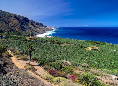 Tenerife Tour Privado: Día Completo Norte Histórico