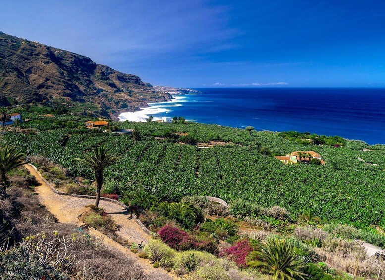 Tenerife Private Tour: Full-Day Historic North