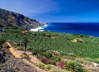 Privat tur på Tenerife: Historisk nordpå hele dagen