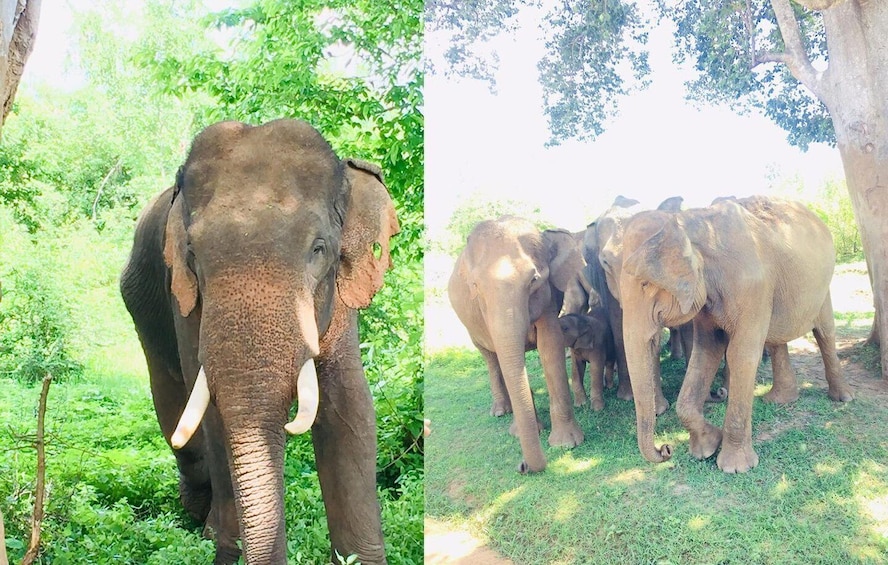 Picture 13 for Activity From Kandy: Sigiriya dambulla and Minneriya Safari Day Trip