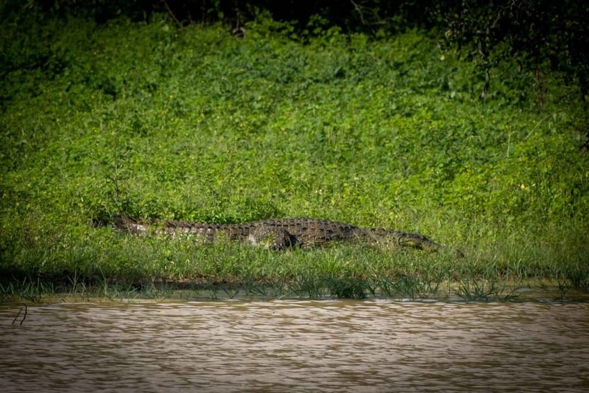 Picture 10 for Activity From Kandy: Sigiriya dambulla and Minneriya Safari Day Trip