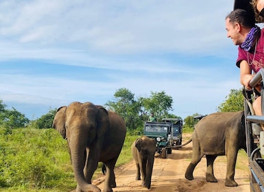 All-inclusive Minneriya OR Hurulu National Park Jeep Safari