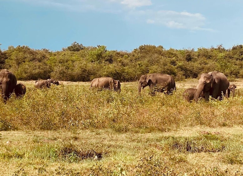 Picture 6 for Activity All Inclusive Minneriya OR Hurulu National Park Jeep Safari