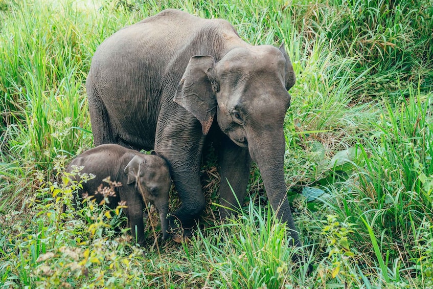 Picture 3 for Activity All Inclusive Minneriya OR Hurulu National Park Jeep Safari