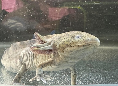 Xochimilco: Bootstour mit Ambystoma Mexicanum Sanctuary